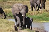 TANZANIA - Serengeti National Park - Elefanti - 09